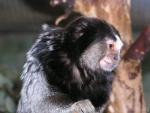 Black tufted-ear marmoset *