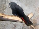 Red-tailed black-cockatoo