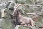 Siberian ibex