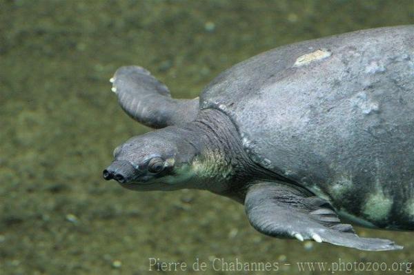 Pig-nosed turtle