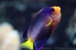 Multicolor angelfish *
