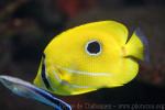 Bluelashed butterflyfish