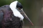Javanese woolly-necked stork *