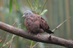 Ruddy ground-dove *