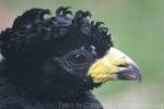 Bare-faced curassow