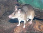 Forest giant pouched rat *