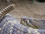 Cascabel rattlesnake *