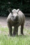 Eastern black rhinoceros