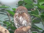 Pearl-spotted owlet *