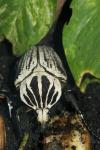 East African goliath beetle