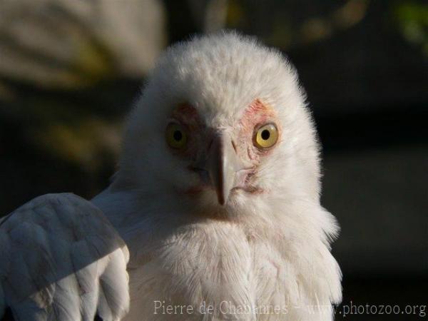 Palmnut vulture