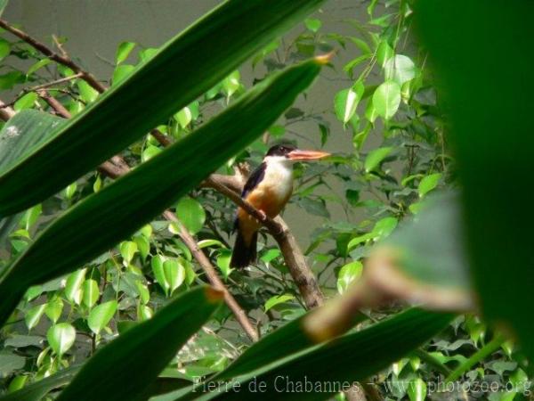Black-capped kingfisher *
