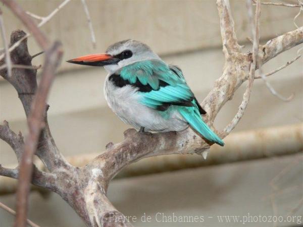 Woodland kingfisher *