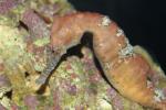 West Australian seahorse