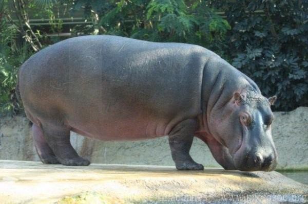 Common hippopotamus
