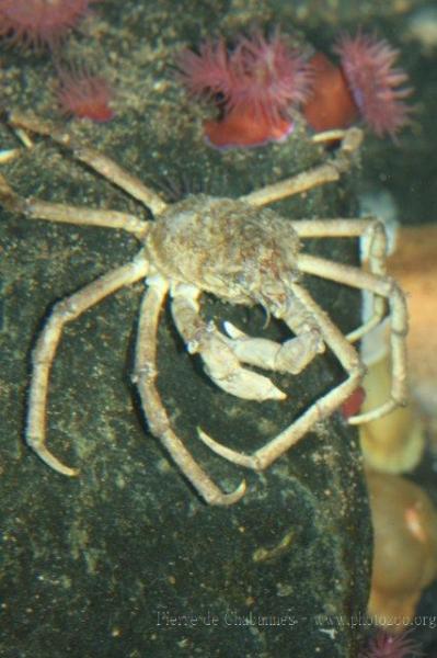 Great spider crab