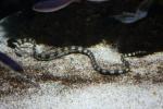 Annulated sea-snake *