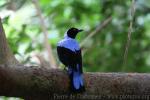 Asian fairy blue bird