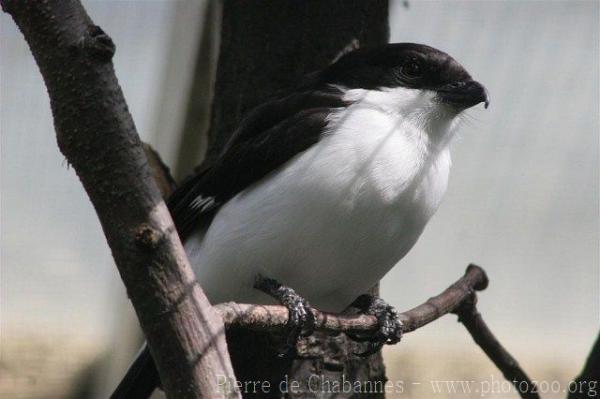 Long-tailed fiscal *