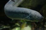 South American lungfish *