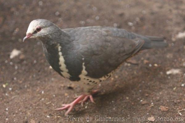 Wonga pigeon *