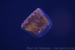 Thimble jellyfish
