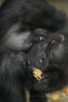 Tonkean macaque *