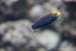 Bluespotted wrasse