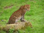 Ceylon leopard *