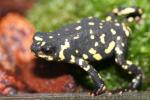 Bumble bee runner toad