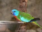 Scarlet-chested parrot *
