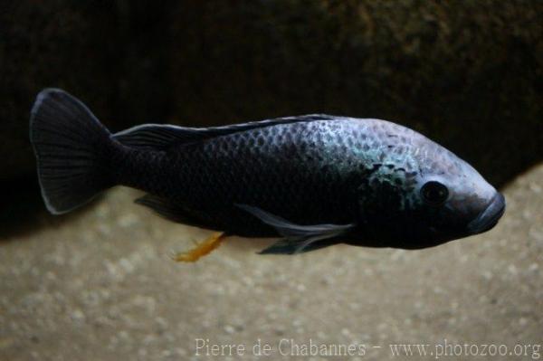 Blue-fronted tilapia
