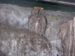 Eurasian scops-owl *