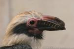 Luzon tarictic hornbill *