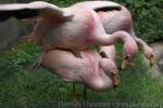 Puna flamingo