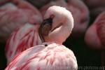 Lesser flamingo *