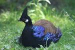 Palawan peacock-pheasant