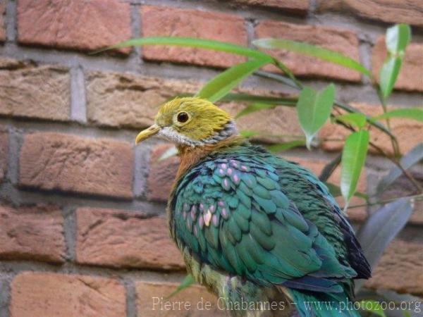 Pink-spotted fruit-dove *