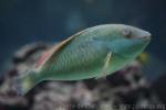 Redband parrotfish *