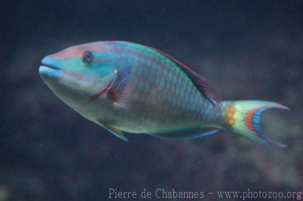 Stoplight parrotfish *