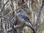 Scaly-feathered finch
