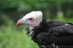 White-headed vulture