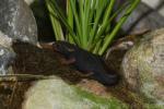 Himalayan warty newt