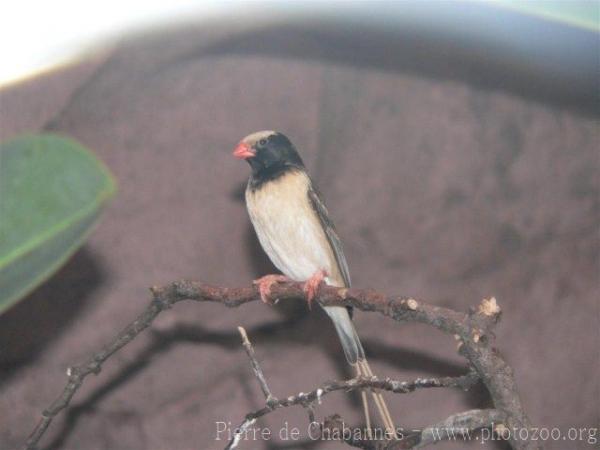 Straw-tailed whydah *