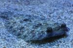 Wide-eyed flounder