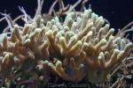 Birdsnest coral