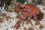 Spinous squat lobster
