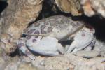 Dolly Varden crab
