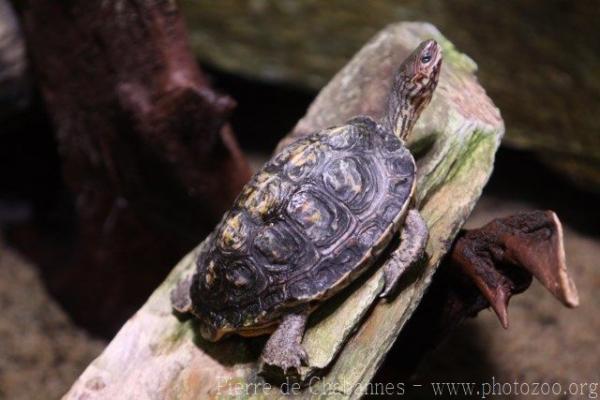 Painted forest turtle