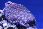 Honeycomb coral